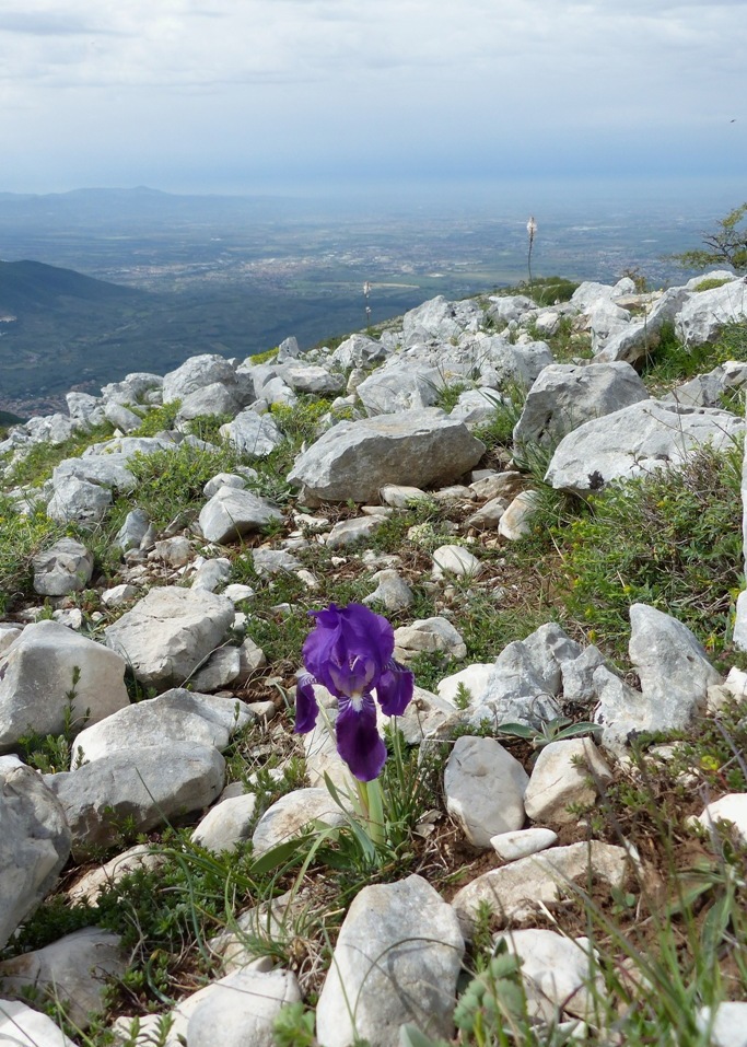 Iris sabina / Giaggiolo sabino